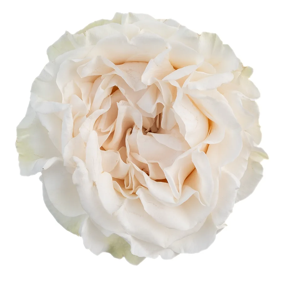 Роза садовая белая Коттон Экспрешн 60 см