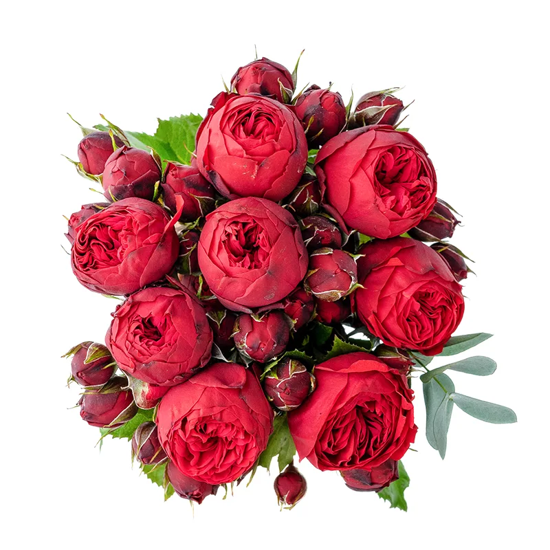 Букет из 7 красных пионовидных роз Пиано (01364)