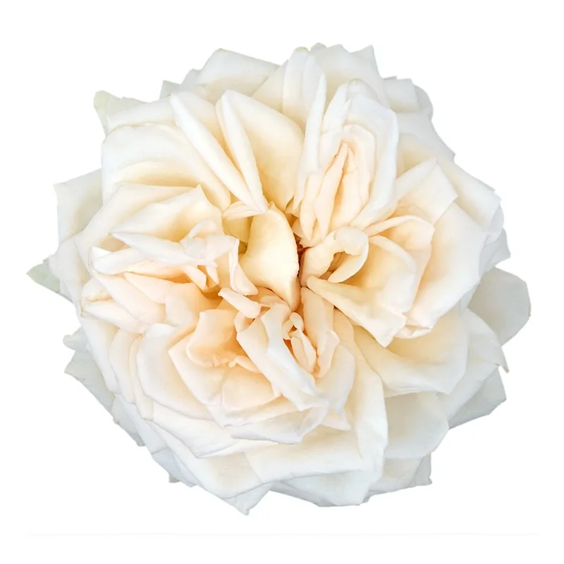 Роза садовая светло-персиковая Принцесса Майя (00248)