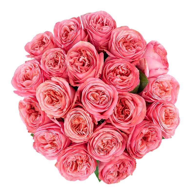 Букет из 21 ярко-розовой пионовидной розы Пинк Экспрешн (01324)