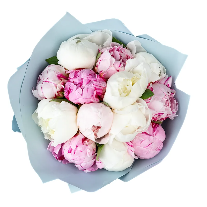 Букет из 13 розовых и белых пионов (01279)