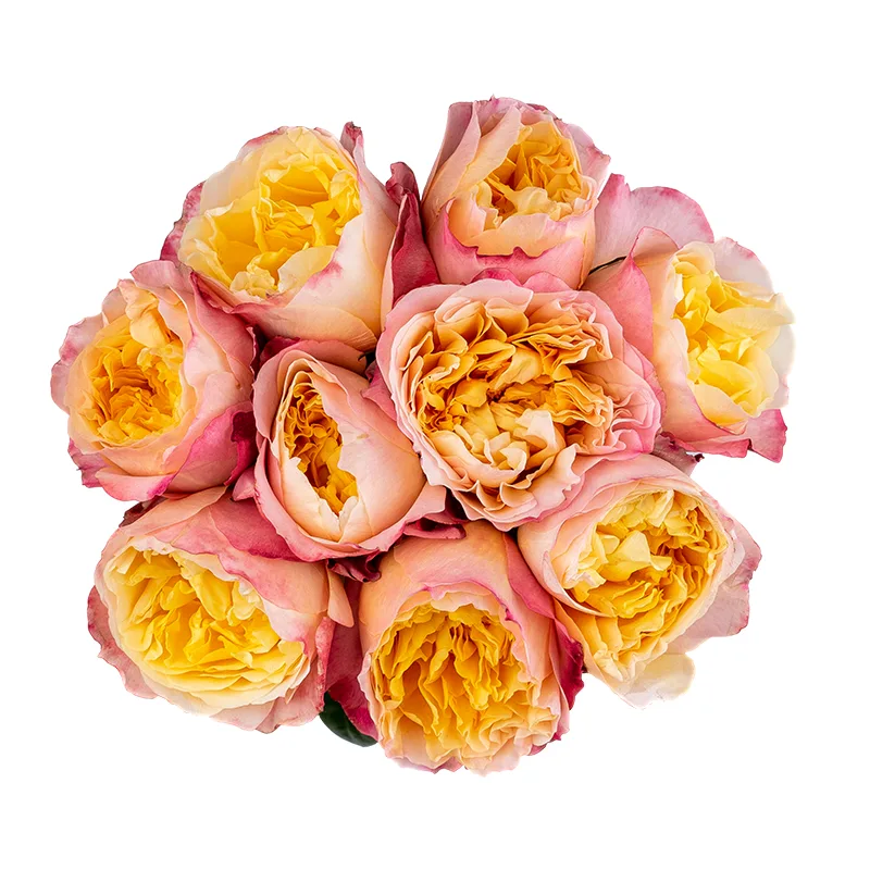 Букет из 9 кремовых садовых роз Дэвида Остина Эдит (01568)