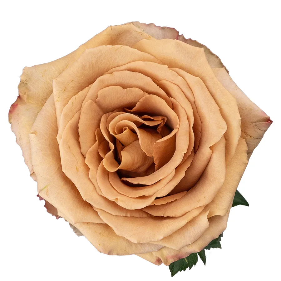 Роза кофейно-карамельная Тоффи 60 см (02946)
