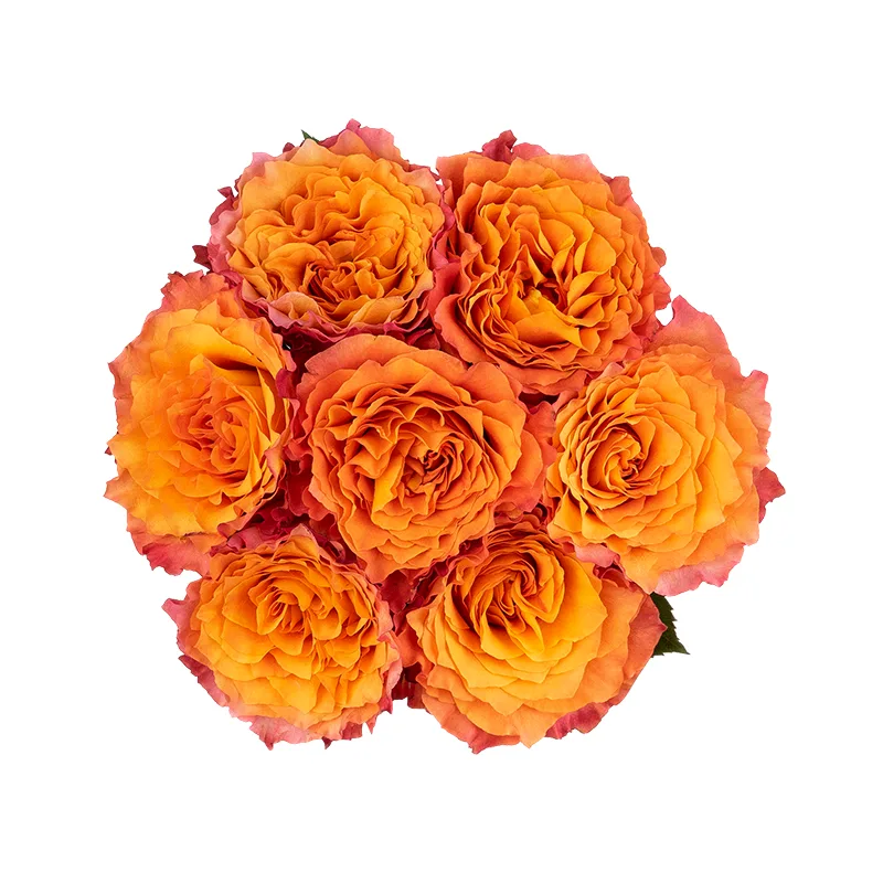 Букет из 7 оранжево-коралловых пионовидных роз Фри Спайрит (01596)