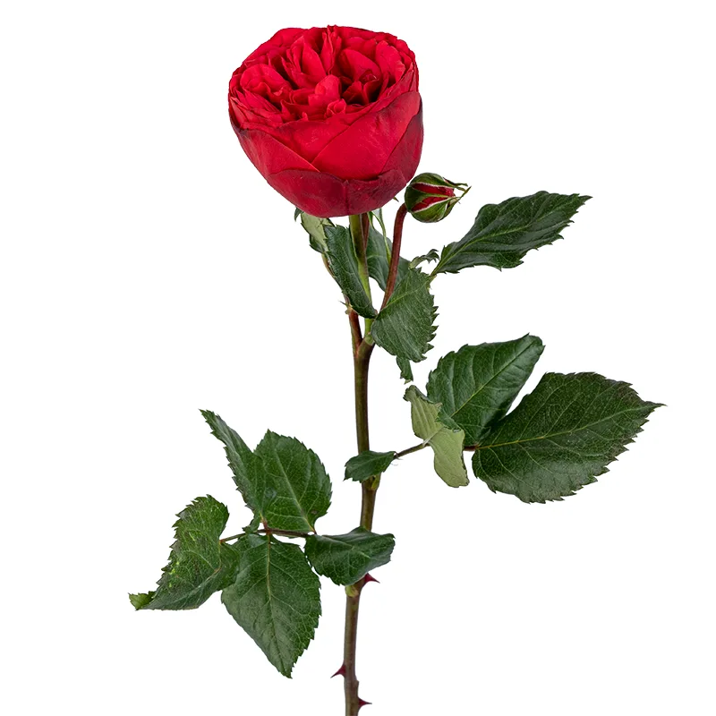 Роза садовая красная Пиано (00243)