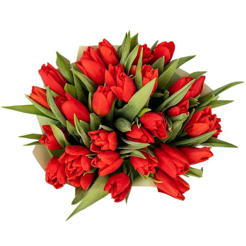 Букет из 31 красного тюльпана (01889)