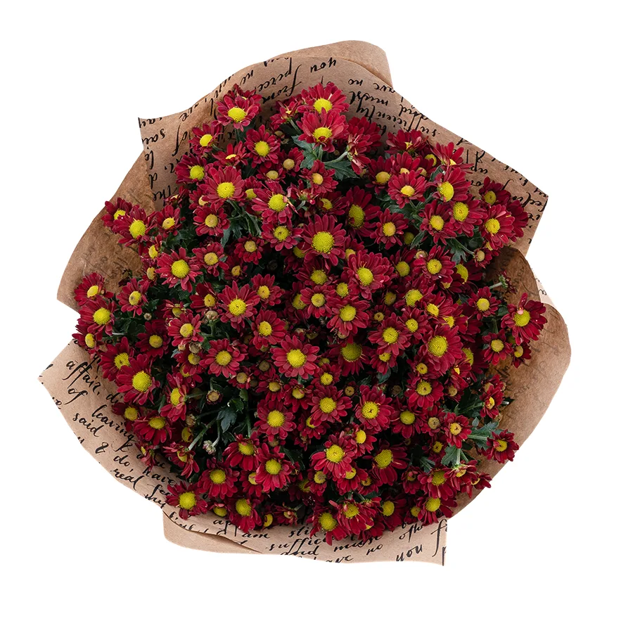 Букет из 11 красных кустовых хризантем Сантини Мадиба Дунга Рэд (02944)