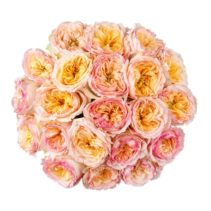 Букет из 21 кремово-розовых пионовидной розы Флешбек Саммерхаус (01419)