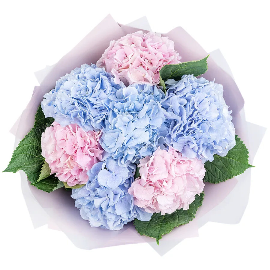 Букет из 7 голубых и розовых гортензий Верена (02557)