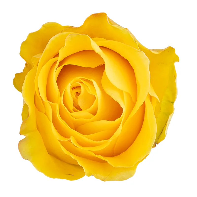 Роза жёлтая Брайтон (00037)