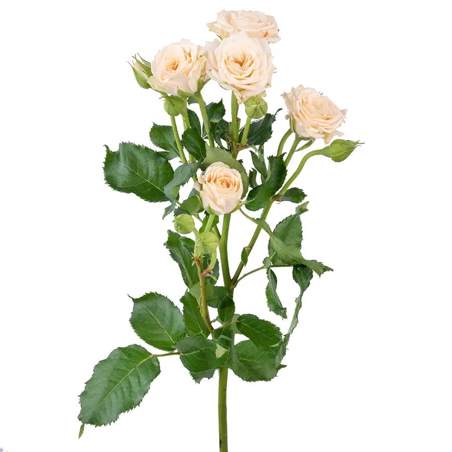 Роза кустовая кремовая Таня 50 см (00021)