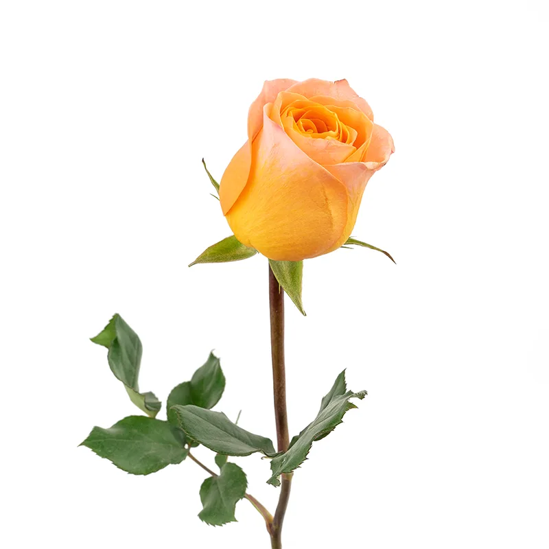 Роза оранжевая (00026)