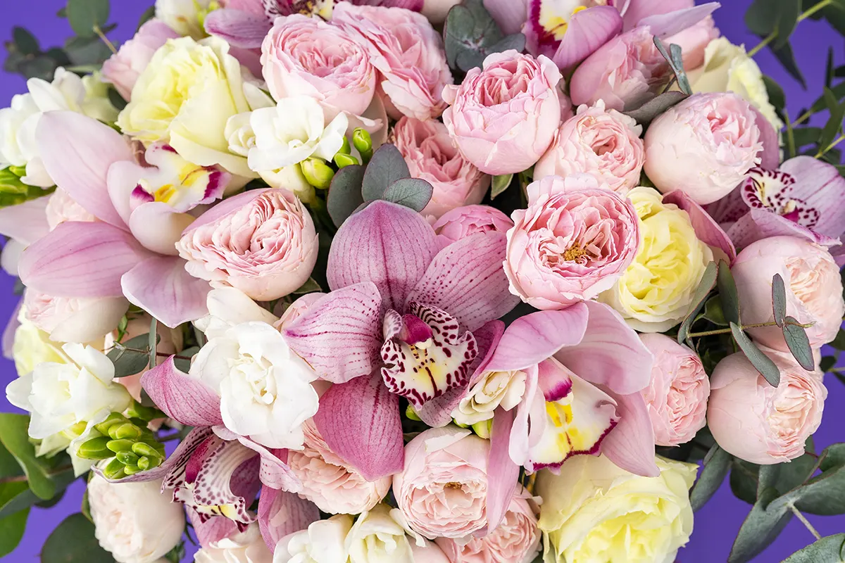 Букет из пионовидных роз, орхидей и фрезий (01126)