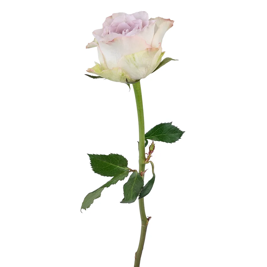 Роза серебристо-лавандовая Сильвер Мемори Лэйн 40 см (03073)