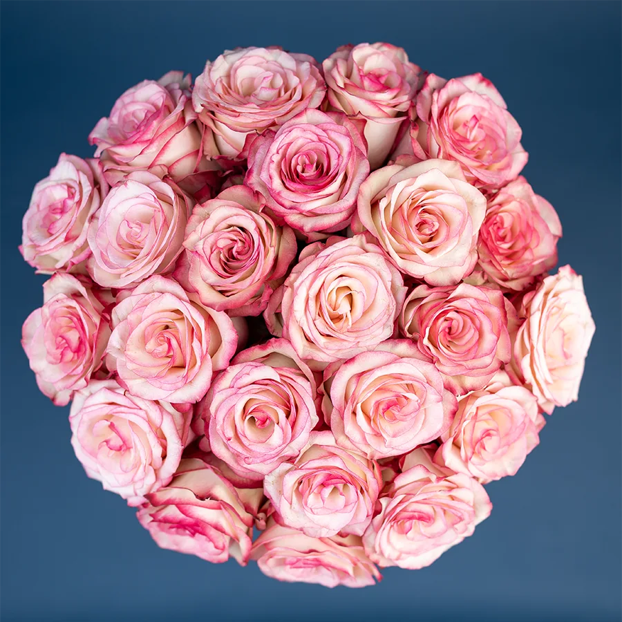 Букет из 23 бело-розовых с малиновыми краями роз Палома (03098)
