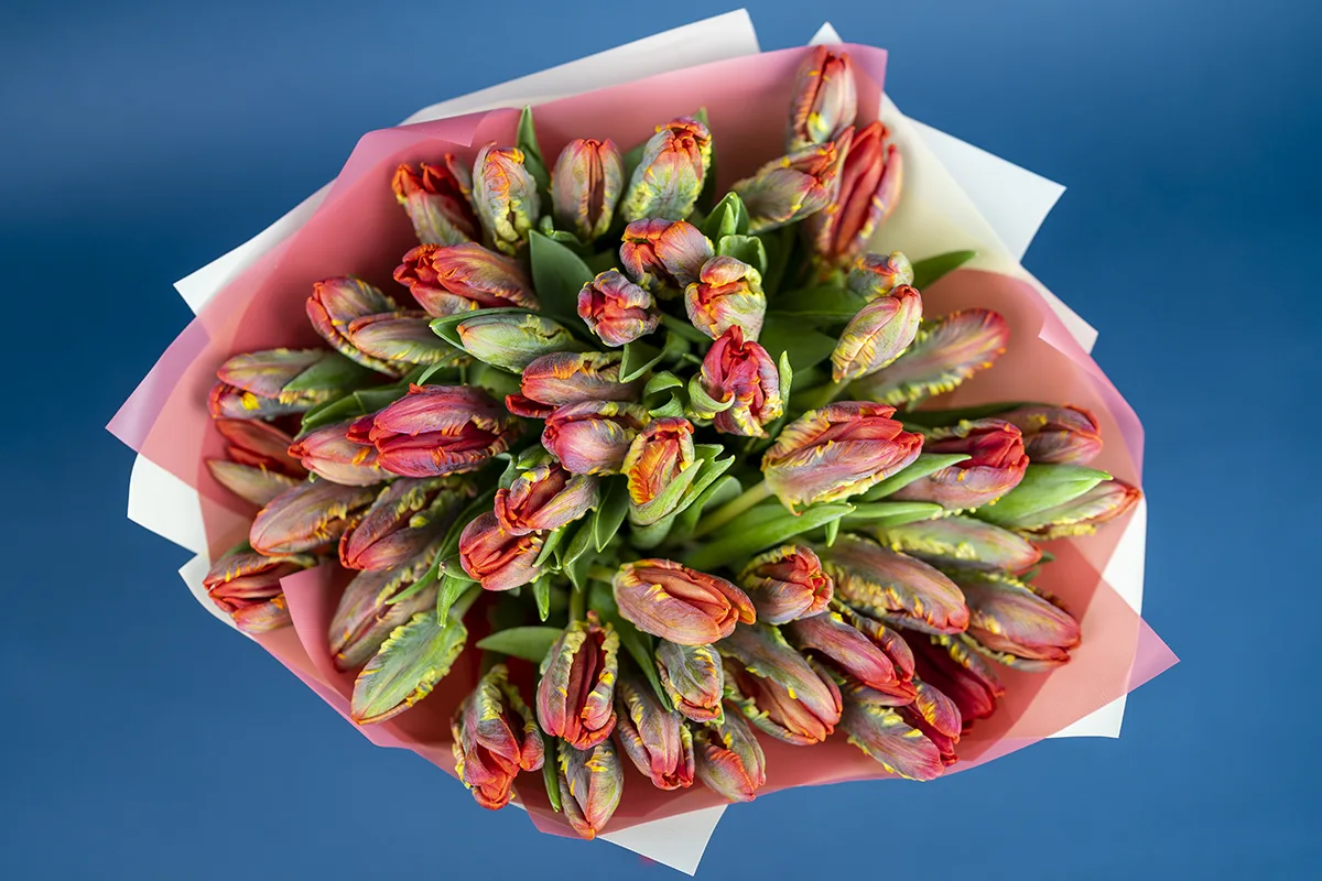Букет из 53 красных попугайных тюльпанов Пэррот Рококо (01123)