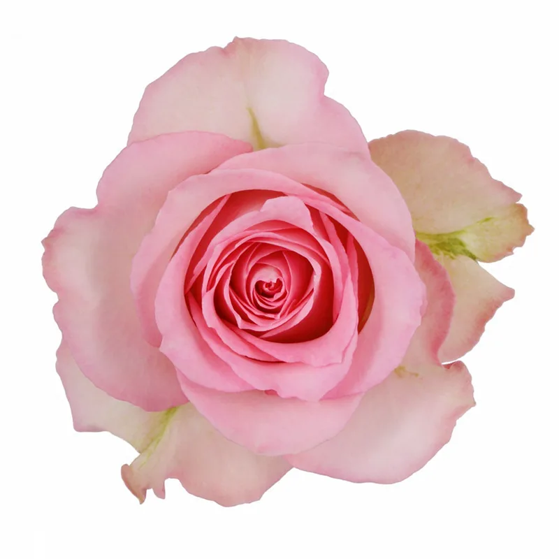 Роза розовая Свит Юнику 60 см (00010)