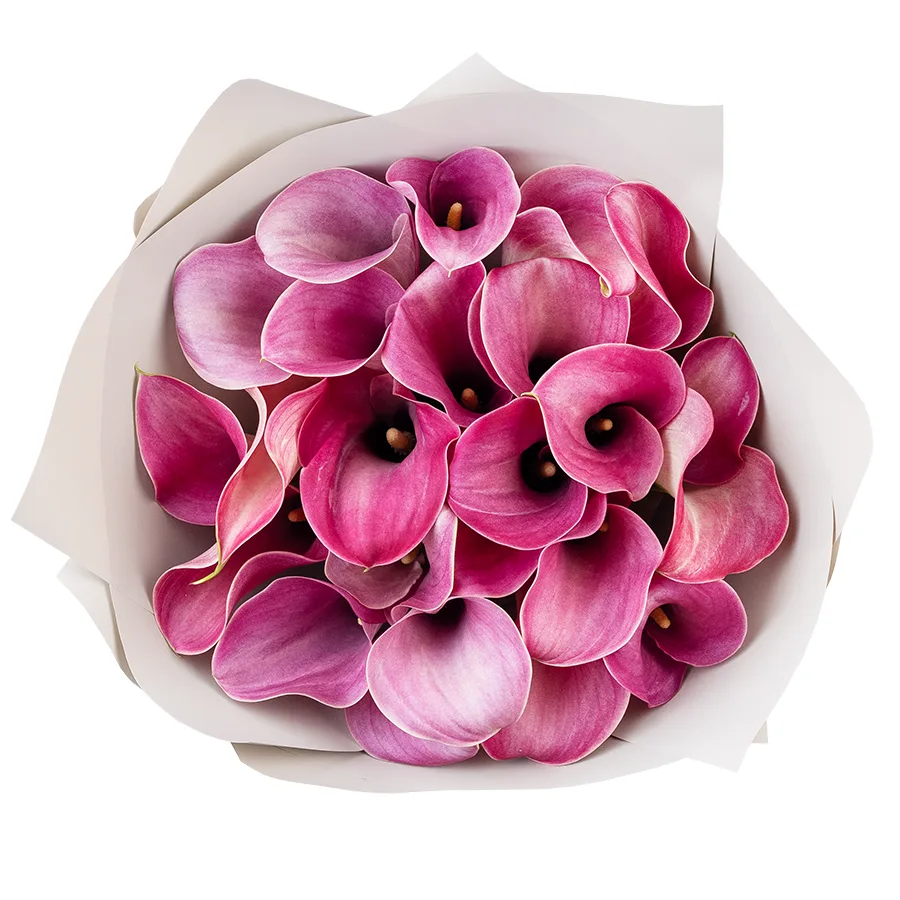 Букет из 23 розово-лиловых калл Капитан Романс (02882)