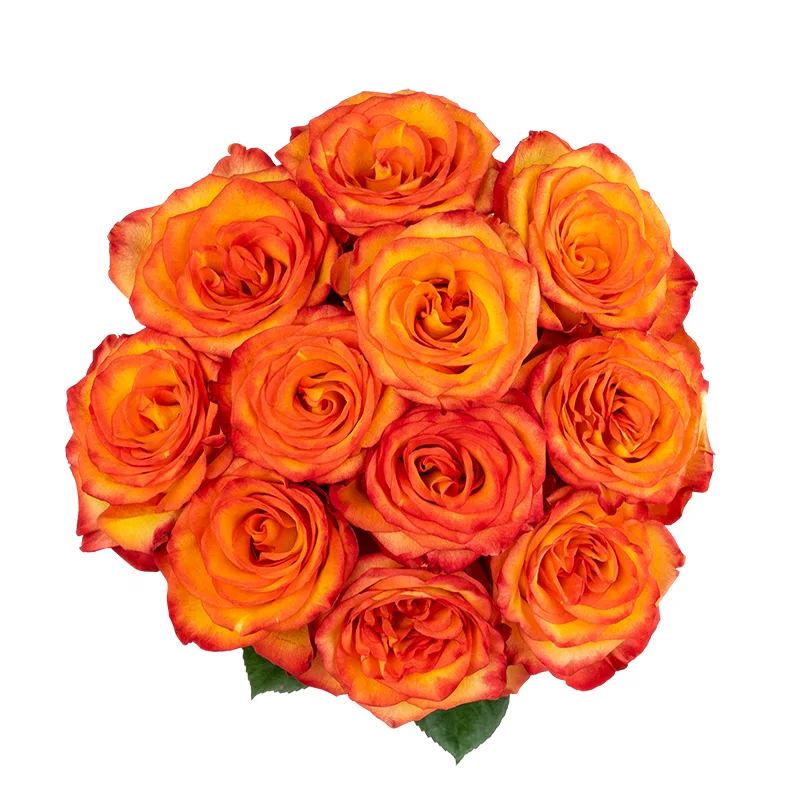 Букет из 11 оранжево-красных роз Хай Мэйджик (01614)