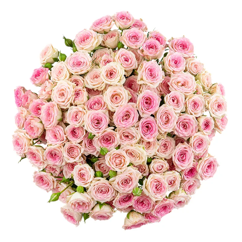 Букет из 21 розовой кустовой розы Креми Твистер (01647)