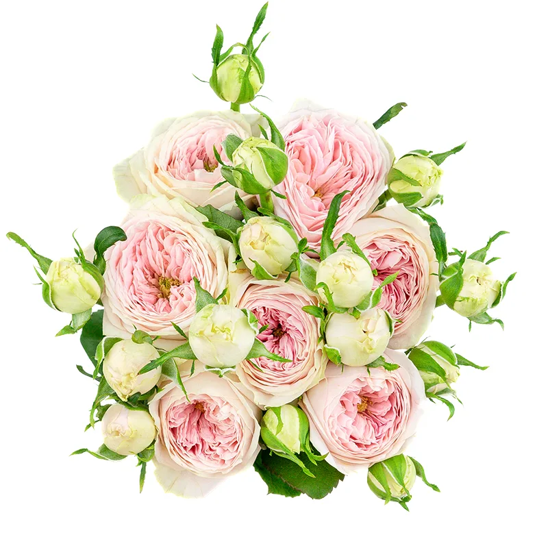 Букет из 7 нежно-розовых кустовых роз Балерина Саммерхаус (01481)