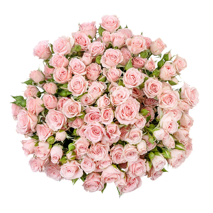 Букет из 15 светло-розовых кустовых роз Лидия (02589)