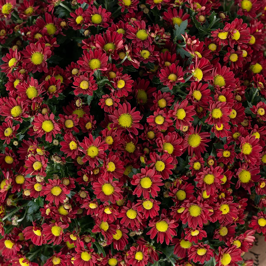Букет из 25 красных кустовых хризантем Сантини Мадиба Дунга Рэд (02937)