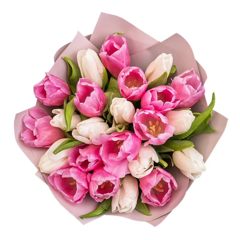 Букет из 23 белых и розовых тюльпанов (02036)