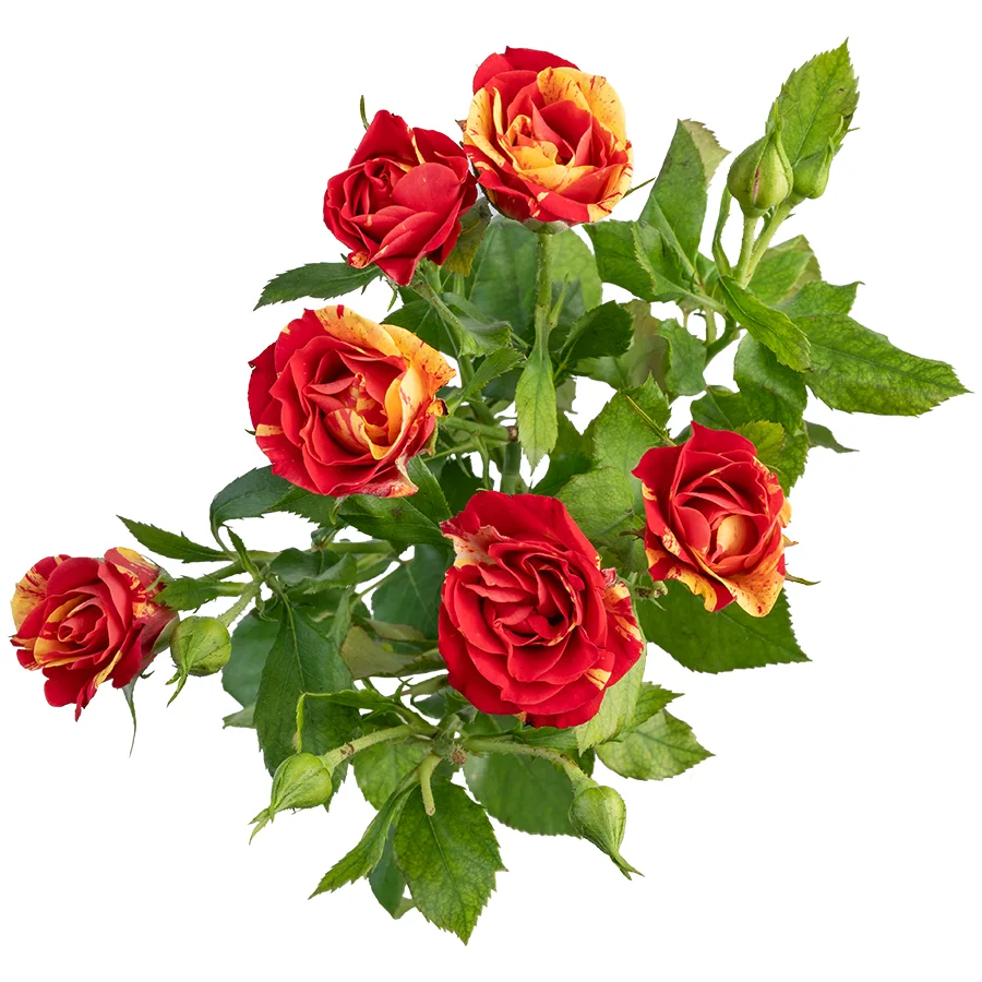 Роза кустовая красно-белая Файр Флэш 60 см (03169)
