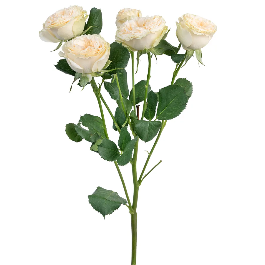 Роза кустовая бело-кремовая Саммер Роуз 60 см (03180)