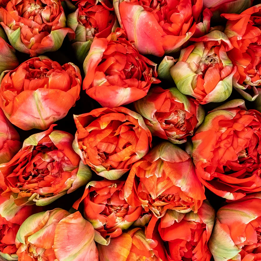 Букет из 25 красных гигантских пионовидных тюльпанов Гудошник (02414)