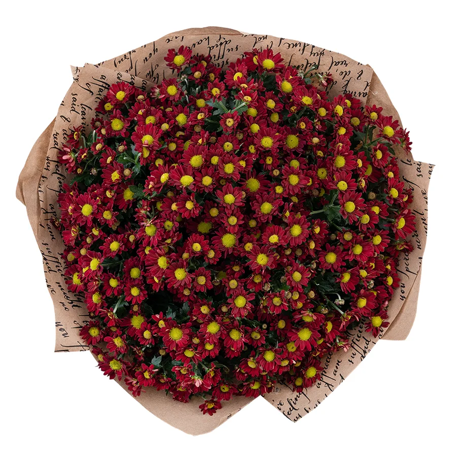 Букет из 21 красной кустовой хризантемы Сантини Мадиба Дунга Рэд (02939)