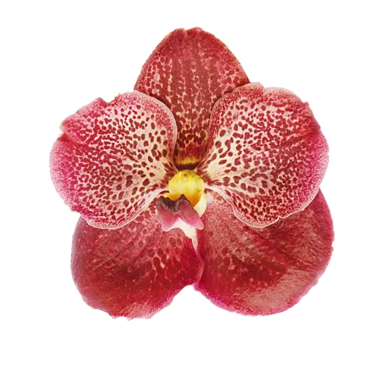 Орхидея Фаленопсис Ванда коричневая (00455)