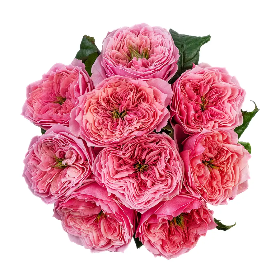 Букет из 9 ярко-розовых пионовидных роз Риджентс Парк (02698)