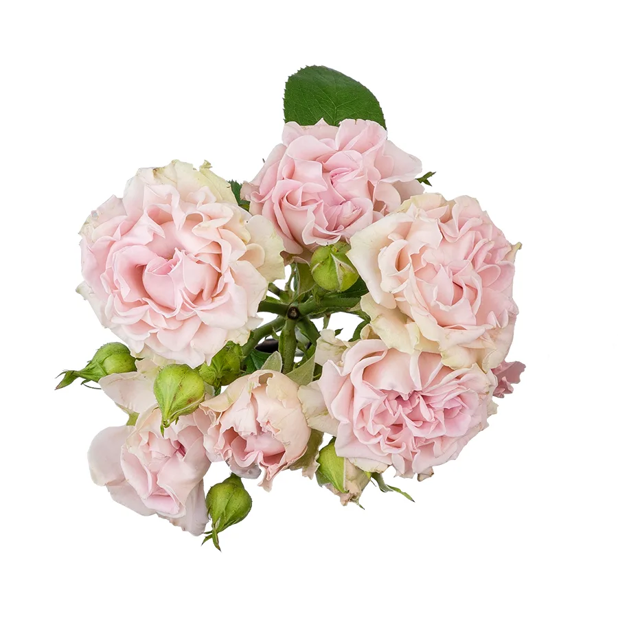 Роза кустовая нежно-розовая Свит Флоу (00561)