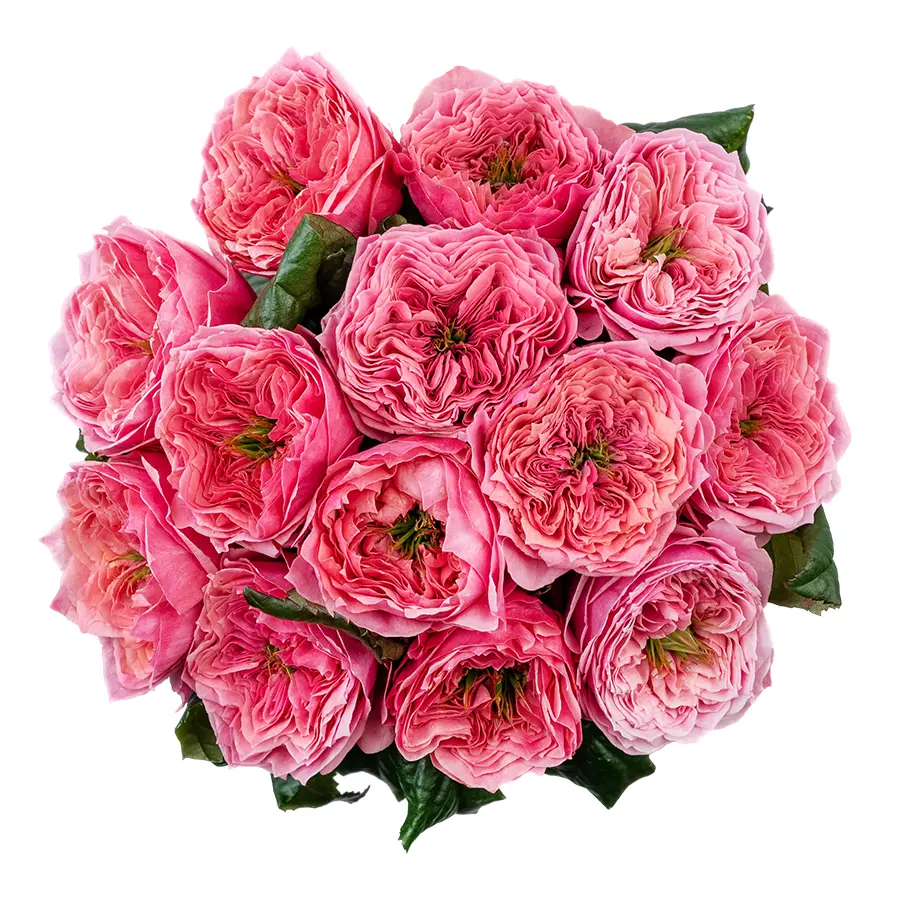 Букет из 13 ярко-розовых пионовидных роз Риджентс Парк (02696)