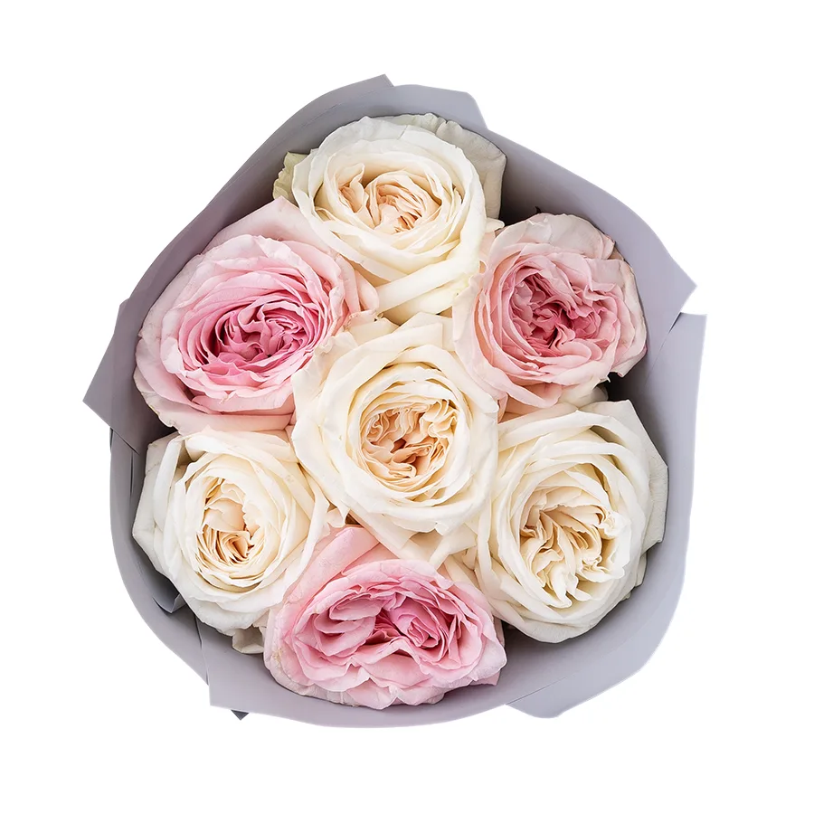 Букет из 7 ароматных белых и розовых садовых роз Вайт и Пинк О’Хара (02811)