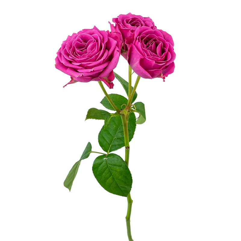 Роза кустовая малиновая Классик Сенсейшн (00297)