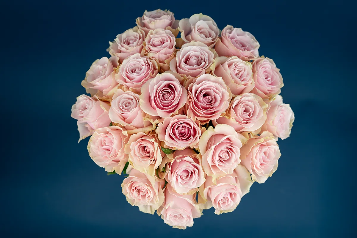 Букет из 25 розово-кремовых роз Пинк Мондиаль (01557)