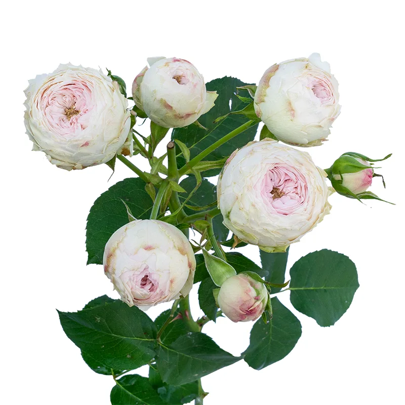 Роза кустовая розовая Мэнсфилд Парк (00206)