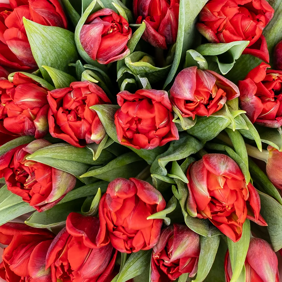 Букет из 25 красных махровых тюльпанов Ред Принцесс (02263)