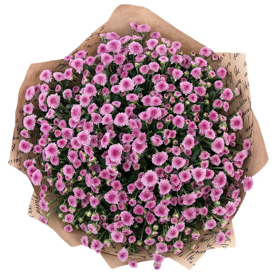 Букет из 23 тёмно-розовых кустовых хризантем Сантини Мадиба Пинк Тёло (02701)