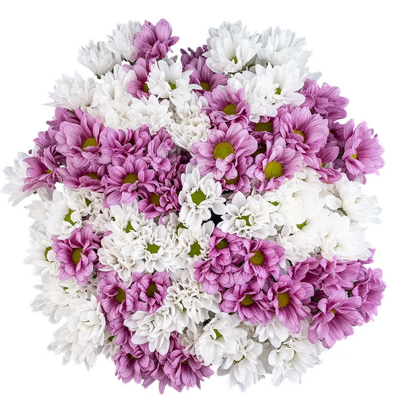 Букет из 19 белых и розовых кустовых хризантем (01793)
