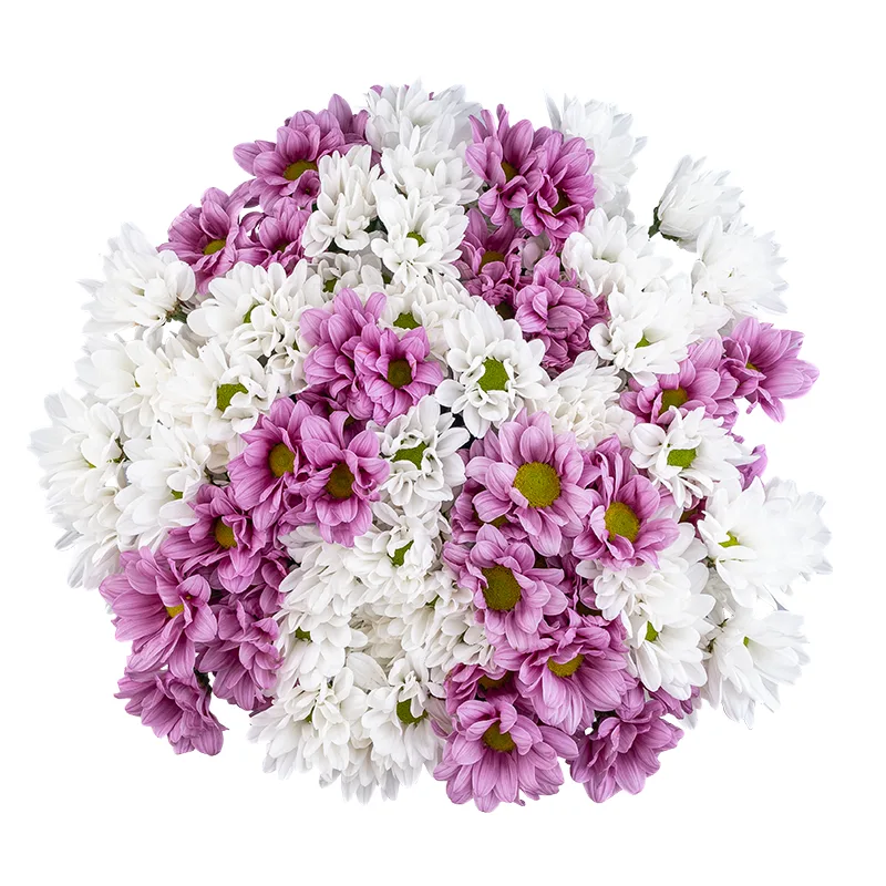Букет из 15 белых и розовых кустовых хризантем (01795)