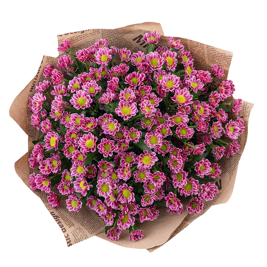 Букет из 19 пурпурных кустовых хризантем Сантини Любовь (02864)