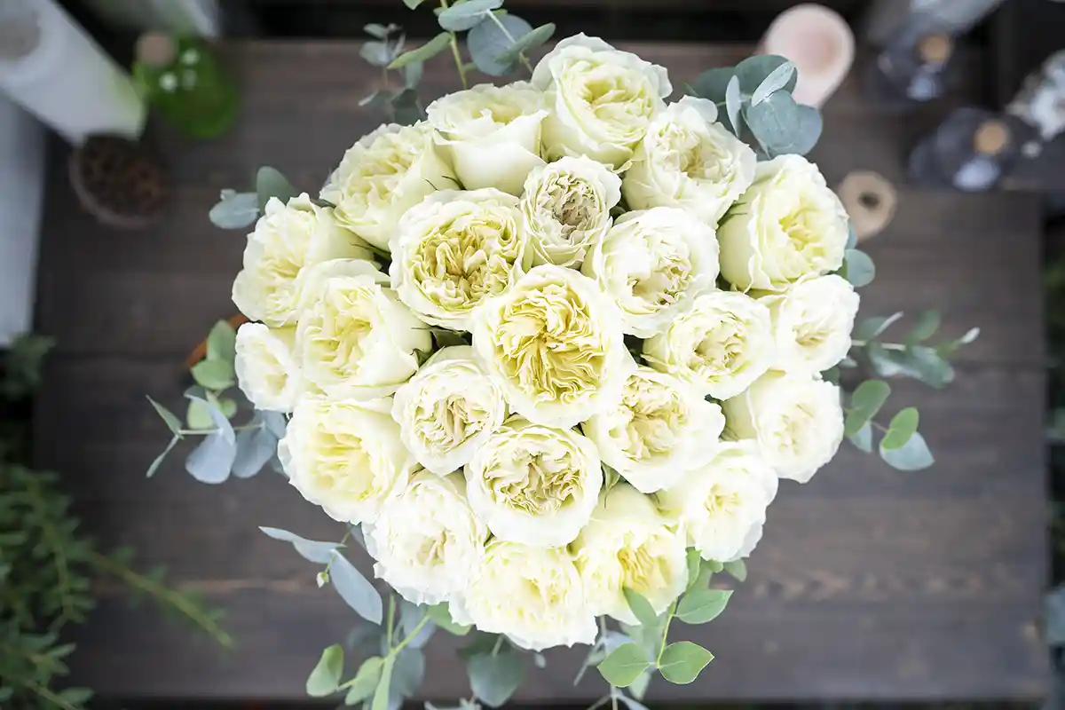 Букет из 23 белых садовых роз Майра Вайт (01120)