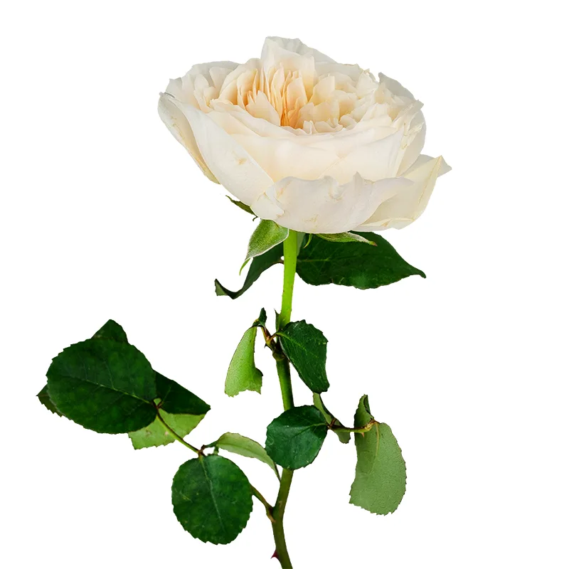 Роза садовая бело-кремовая Дэвида Остина Бесси (00485)