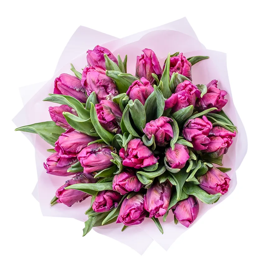 Букет из 25 фиолетовых попугайных тюльпанов Принц Пэррот (02184)