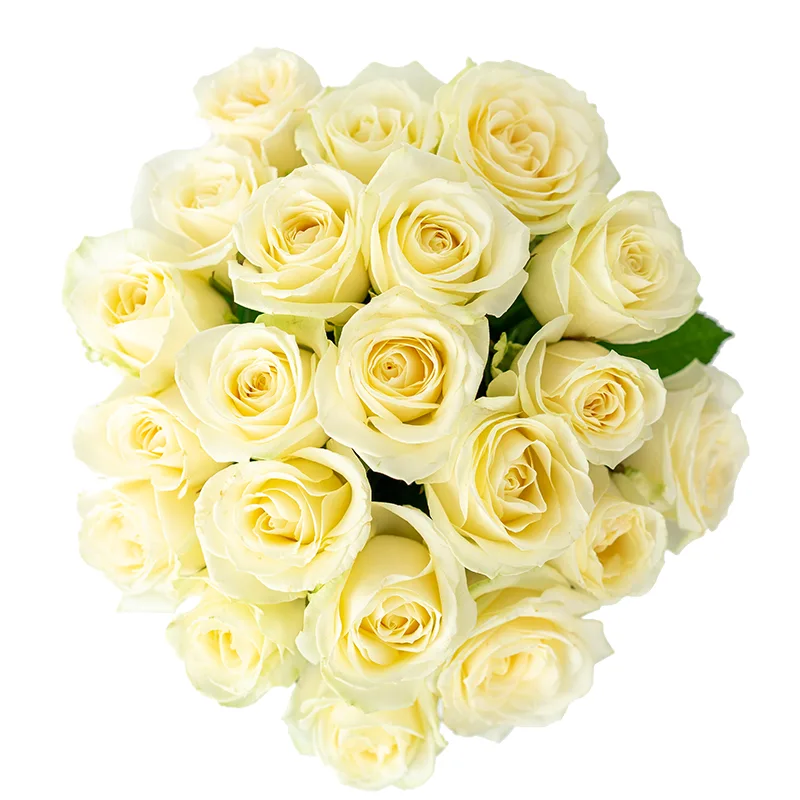 Букет из 21 белой розы Аваланж (01137)