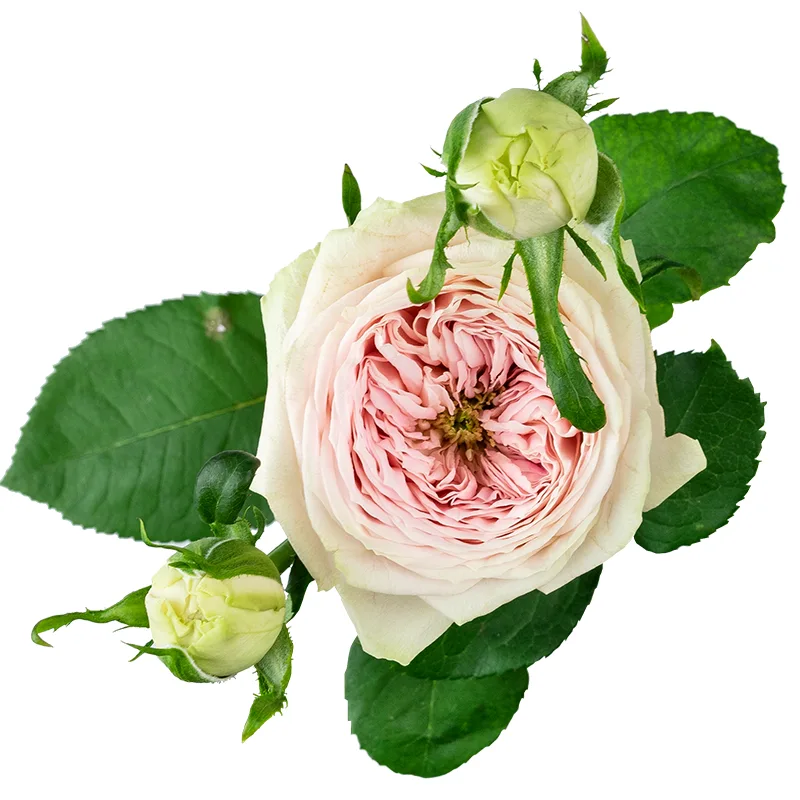 Роза кустовая кремово-розовая Балерина Саммерхаус (00508)